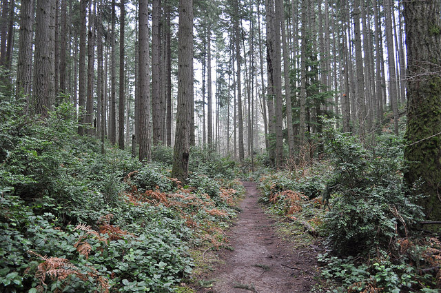 Mountain bike trails in the interior of the island